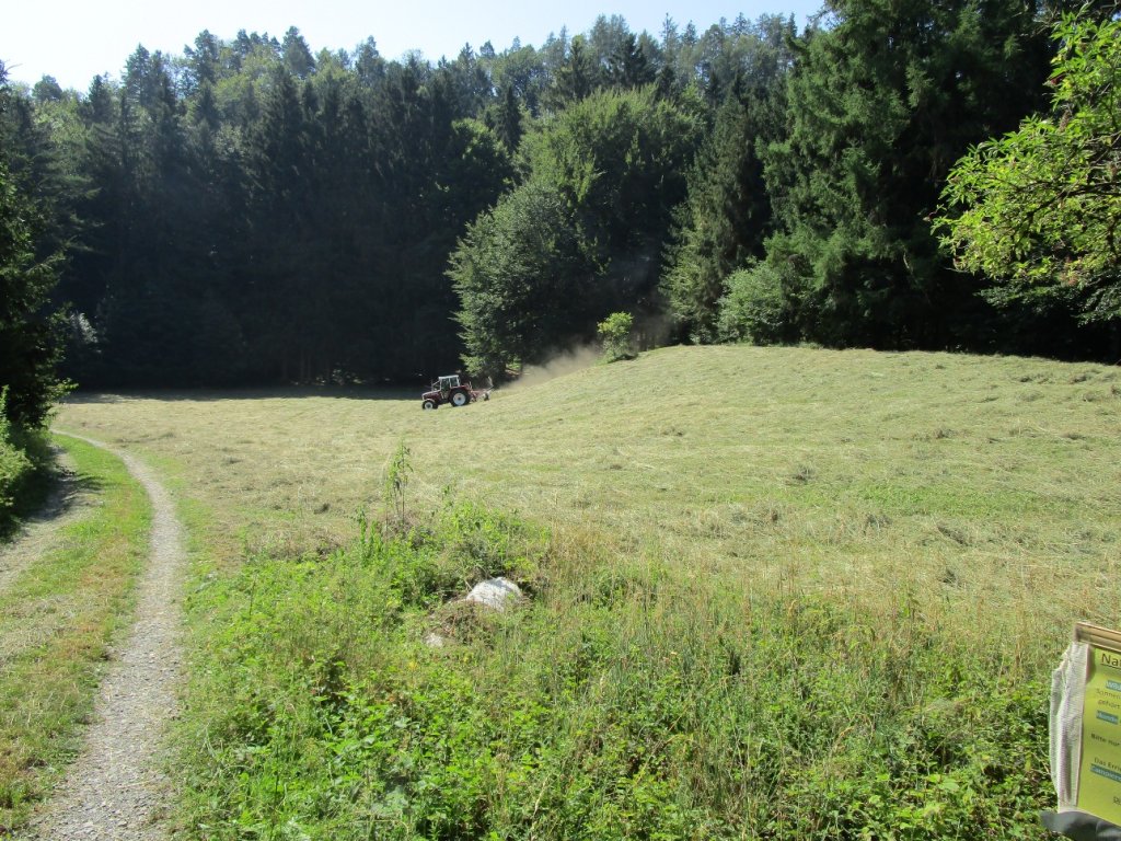 Die Mationswiesen mitten im Wald werden nur einmal im Jahr nach dem 15. Juli gemäht