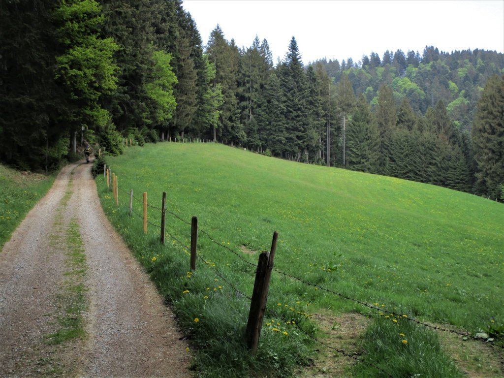Die Forststraßen am Hirschberg sind auch bei den Bikern beliebt