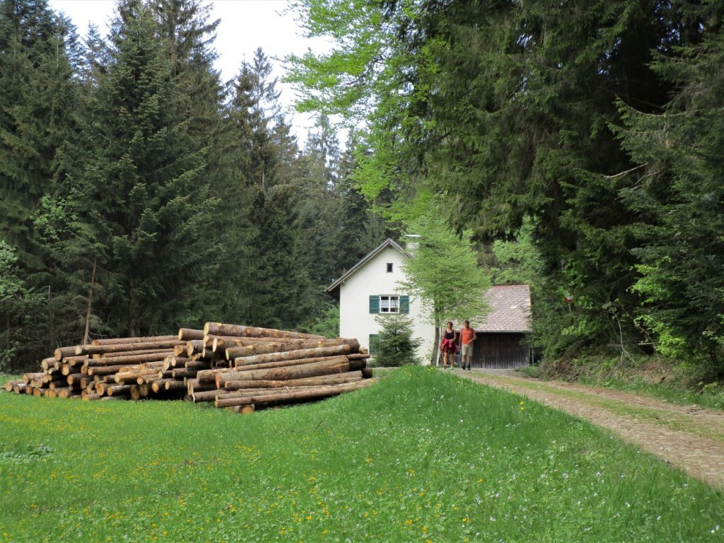 Bei der Dampfsäge zweigt der Weg auf den Hirschberg rechts durch den Wald ab